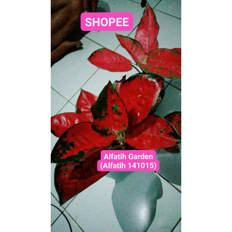 PROMO // Paket 2 Jenis Aglonema Indukan-Aglonema Suksom - Aglonema Pink Catrina INDUK-SUKSOM