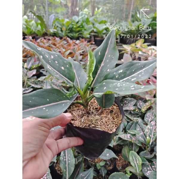 aglonema pink dalmation