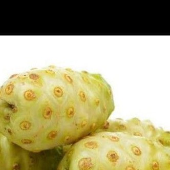 

buah mengkudu