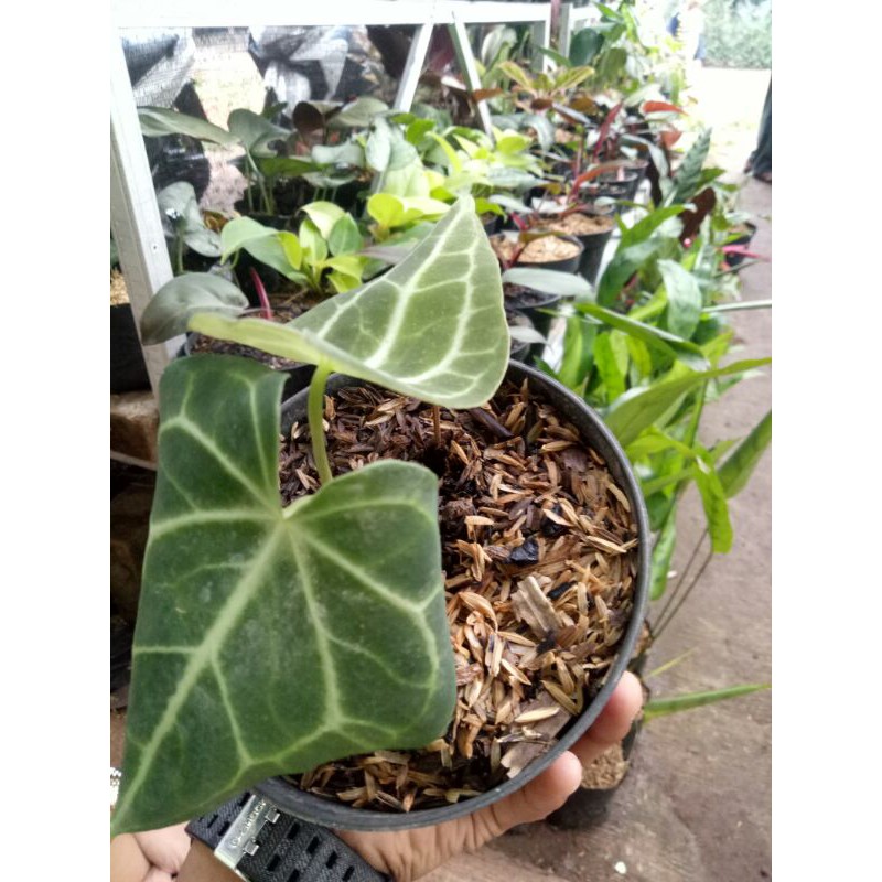 tanaman hias kuping gajah tarantula-pohon kuping gajah tarantula-kuping gajah tarantula-tarantula