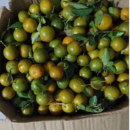 

JERUK SUNKIT,KASTURI 1/2KG