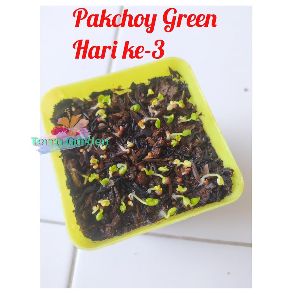 Bibit Benih Biji Pakchoy Pakchoi Green White Sawi Daging Bok choy Bokchoi Pokcoy Pokcay-1