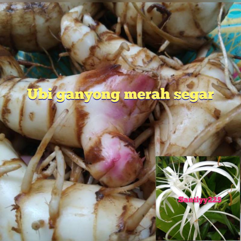 Ubi ganyong segar
