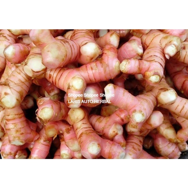 

Lengkuas (250 gram )