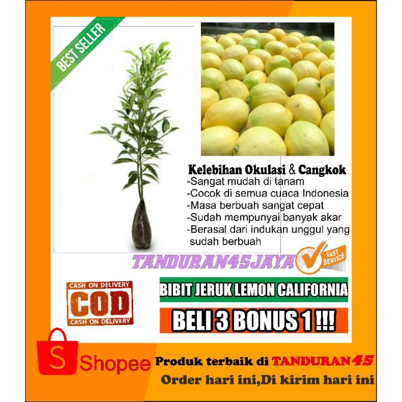 Bibit jeruk lemon California berbuah/jeruk lemon