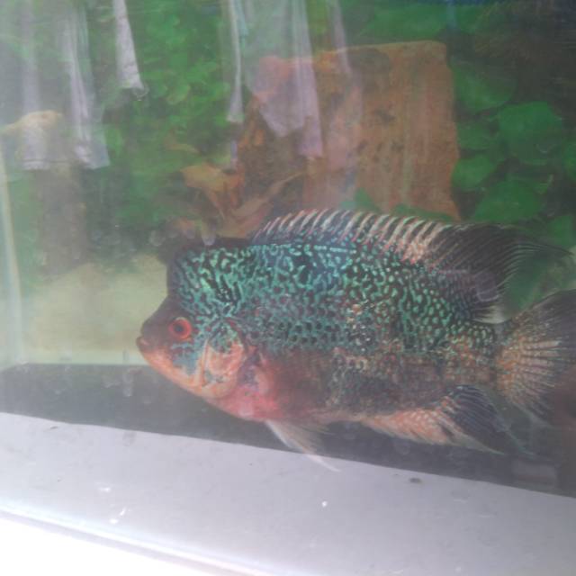 

Louhan Burayak Cencu