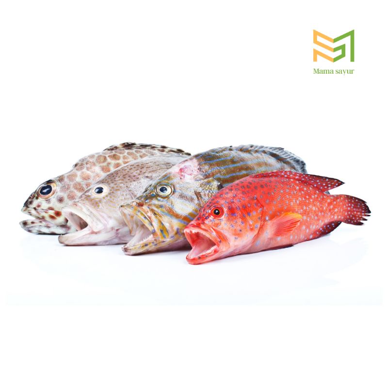 

Ikan kerapu sunu segar per ekor