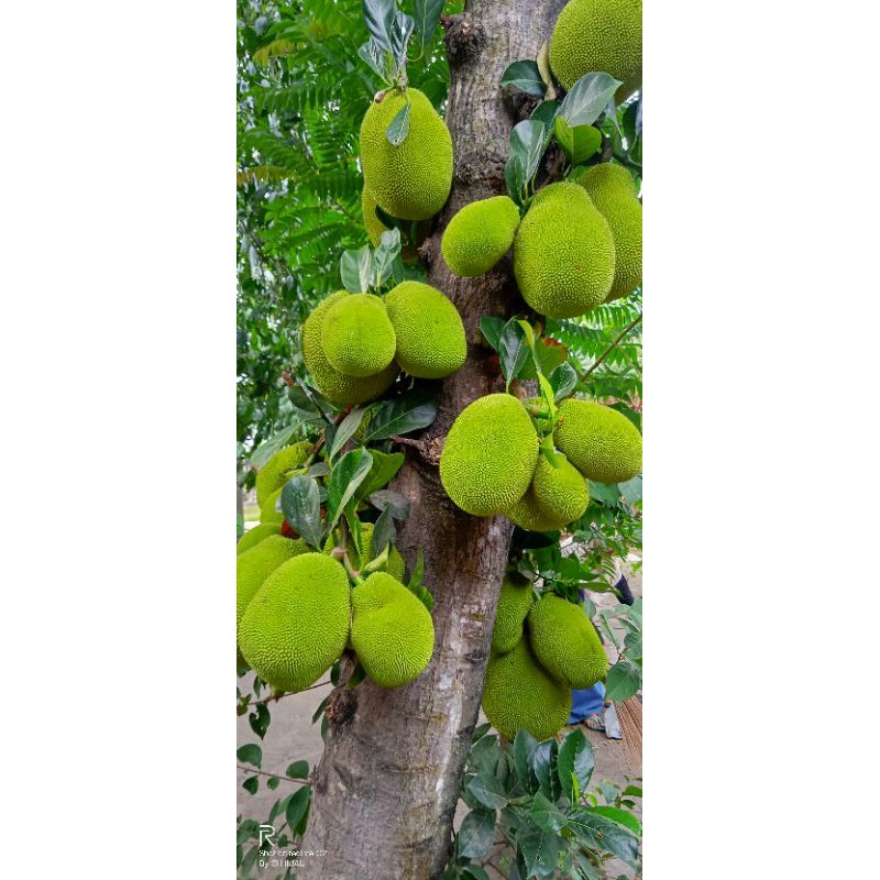 Bibit nangka mini okulasi