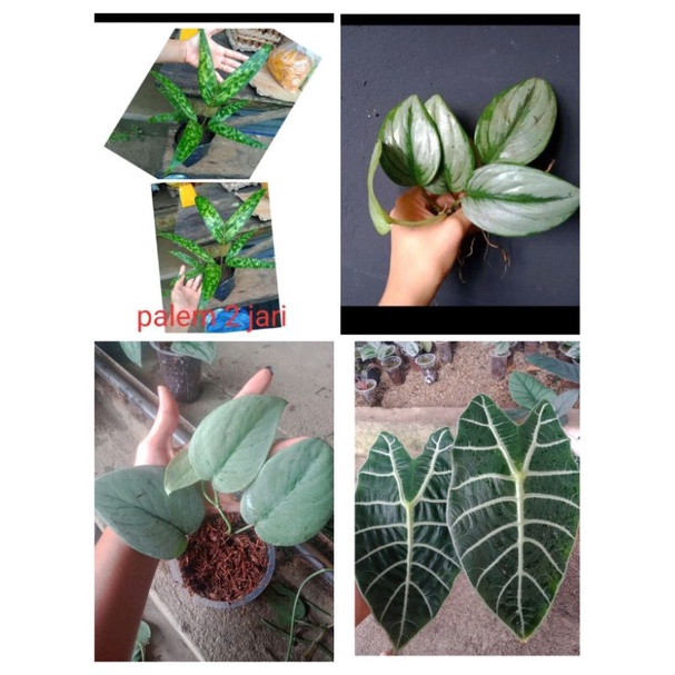 

paketan lebih murah palem army 2 jari,scindapsus moonlight,scindapsus platinum,bonggolan watshonia