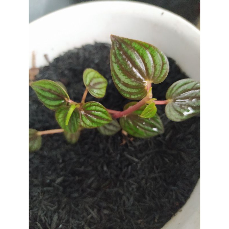 

Paperromia Picollo Banda