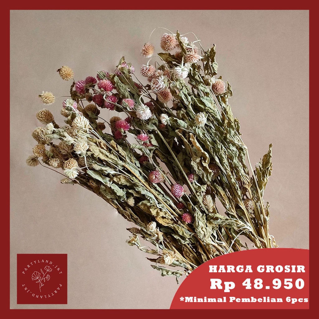 Dried Flower Gomphrena Bunga Kering Import Asli Dekorasi Hias Buket