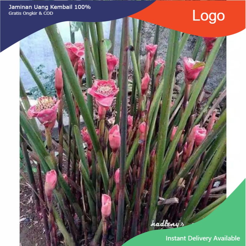 Bibit tanaman kecombrang pohon kecombrang honje bonggol