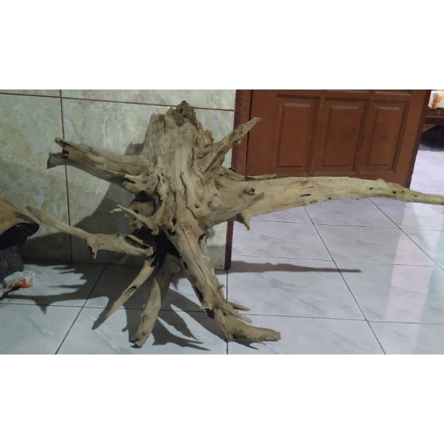 Akar kayu jati Aquascape