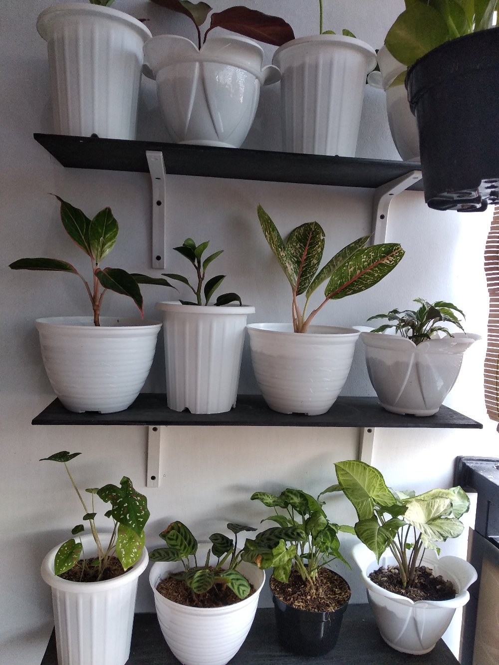 Tanaman Aglaonema Lipstik Pink/ Lipstik Kelasik