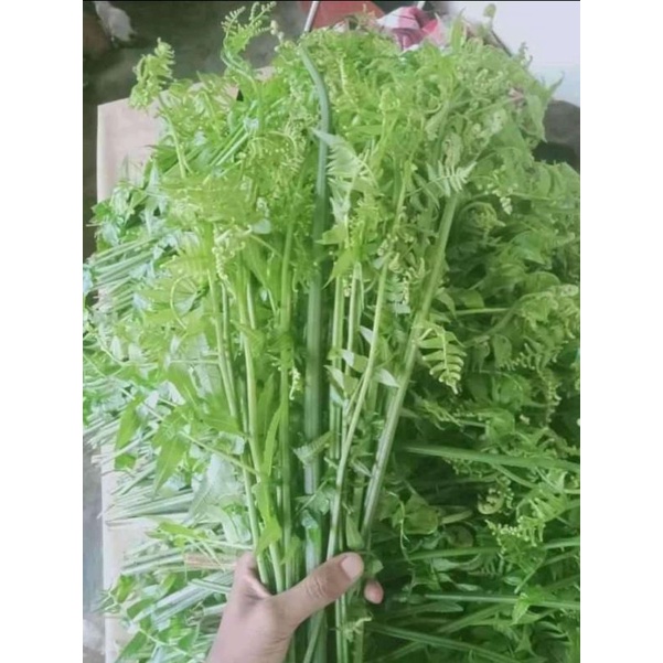 

pakis sayur segar 250 gram fresh baru di petik