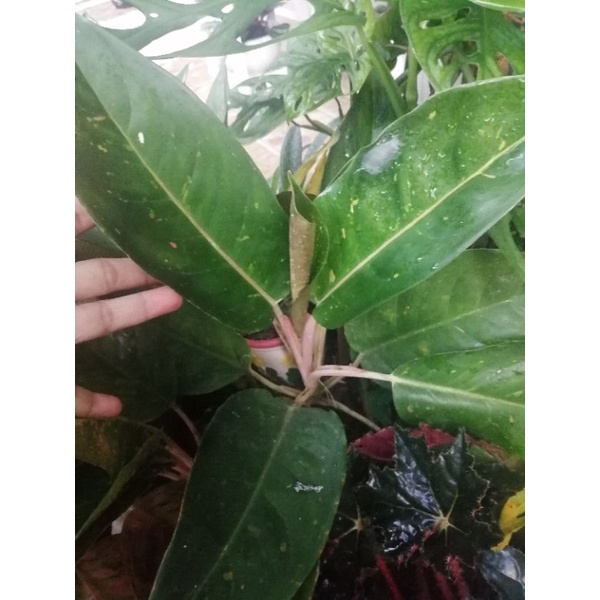 aglonema big Roy hijau