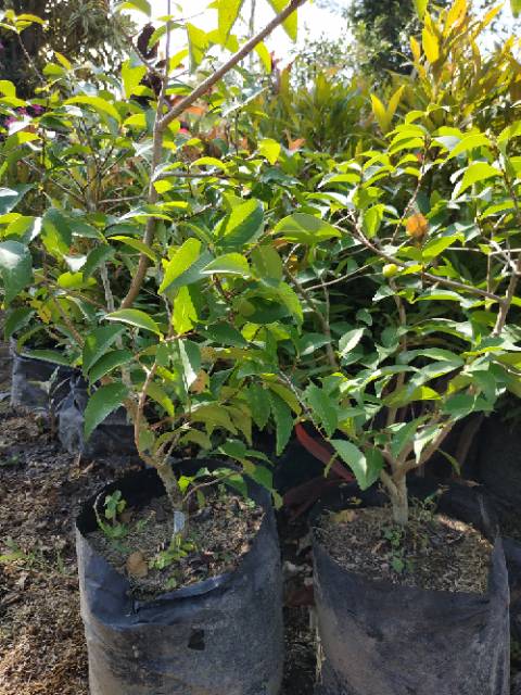 Bahan Bonsai Dewandaru