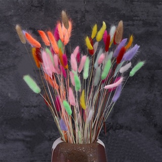 Bunga kering lagurus bunny tail flower Shopee Indonesia Bunga kering lagurus bunny tail flower Shopee Indonesia