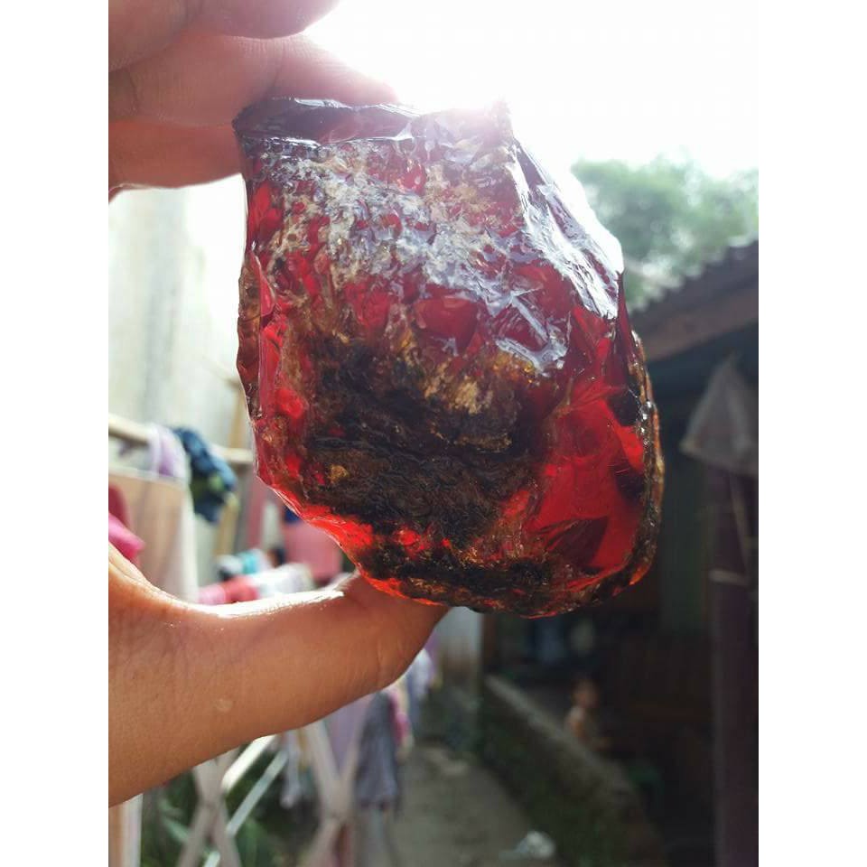 fosil getah katilayu asli