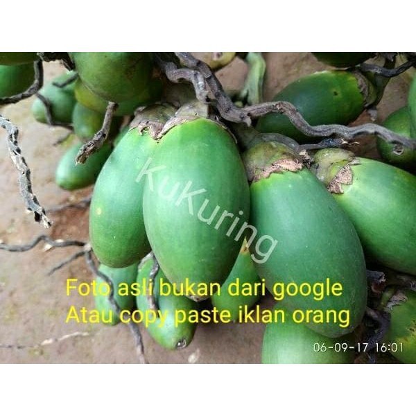 

Buah Pinang Muda