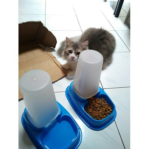 Tempat Makan Anjing Kucing Anti Semut Otomatis Pet Feeder