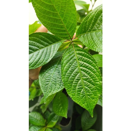 

50 lembar daun keji beling herbal organik/pecah beling segar organik