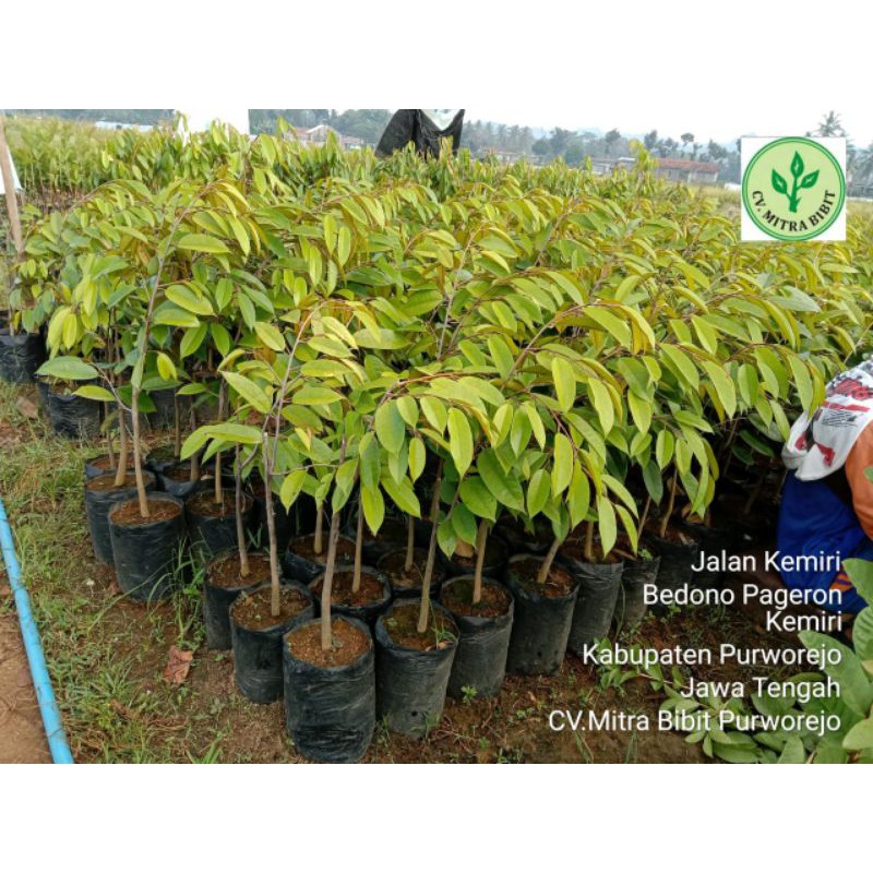 Bibit Durian Bawor | Kromo Banyumas Berlabel