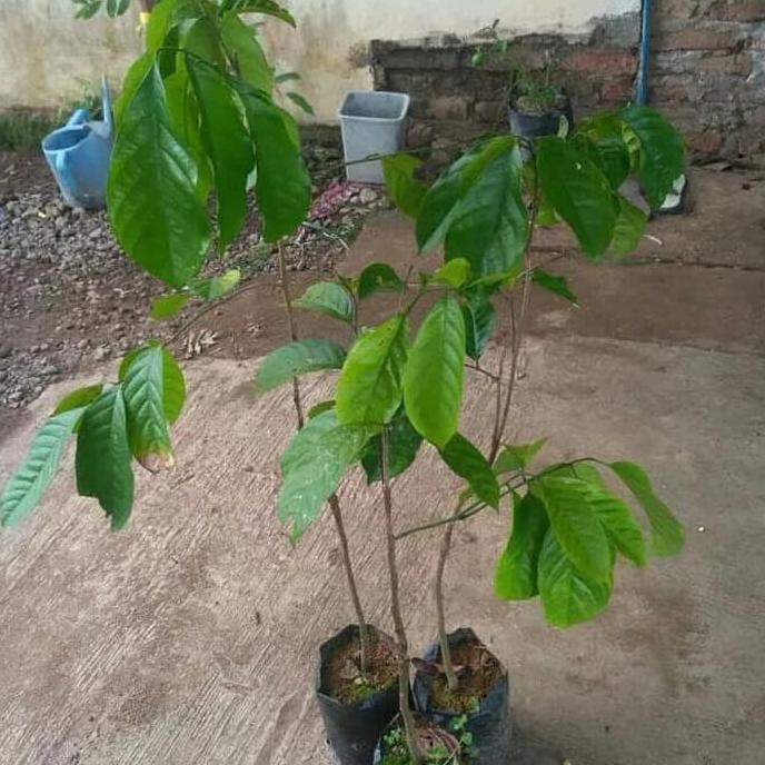 Bibit Buah Duku Palembang