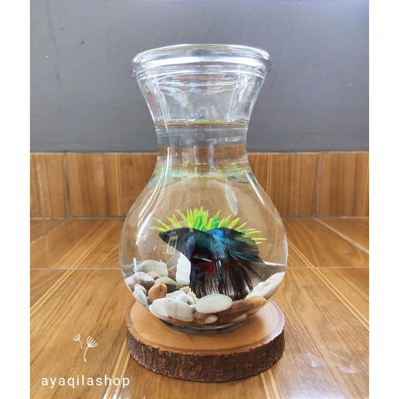 (1 PAKET) AQUARIUM CUPANG BULAT DMJ / AKUARIUM IKAN HIAS UNIK / HIASAN RAK DINDING MEJA KANTOR /