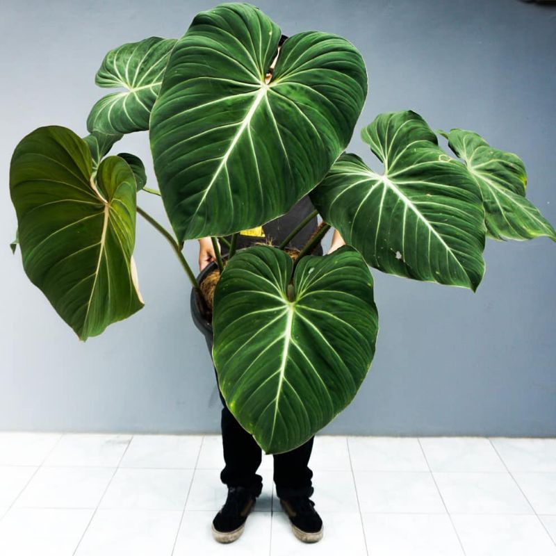 tanaman hias (1 DAUN CANTIK)philodendron gloriousum BIBIT PHILODENDRON GLORIOUSUM PER 1 DAUN