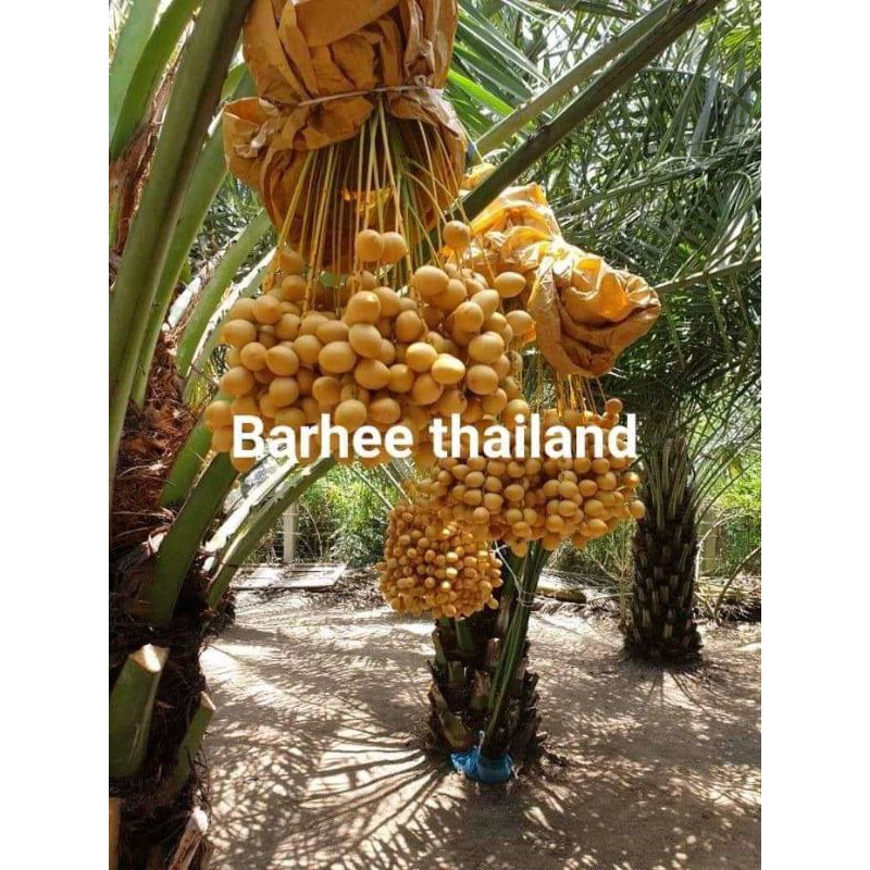 bibit kurma berhe Thailand genjah