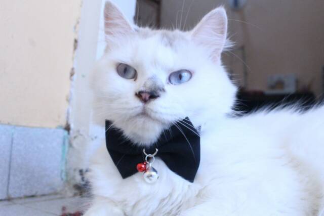 Dasi hewan lucu / dasi kucing imut / aksesoris kucing black bowtie size adult kitten