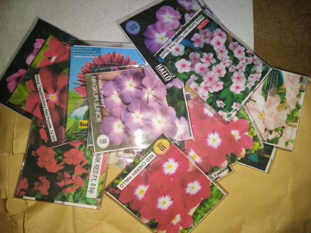 Vinca Tegak Lavender - 12 Biji