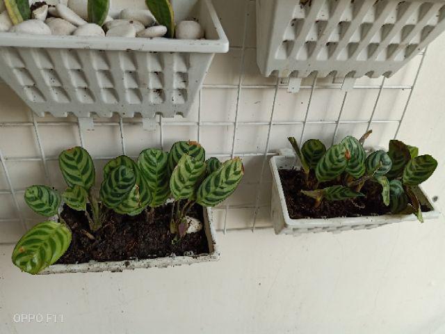 Paket 5 Tanaman Hias Calathea-kalatea