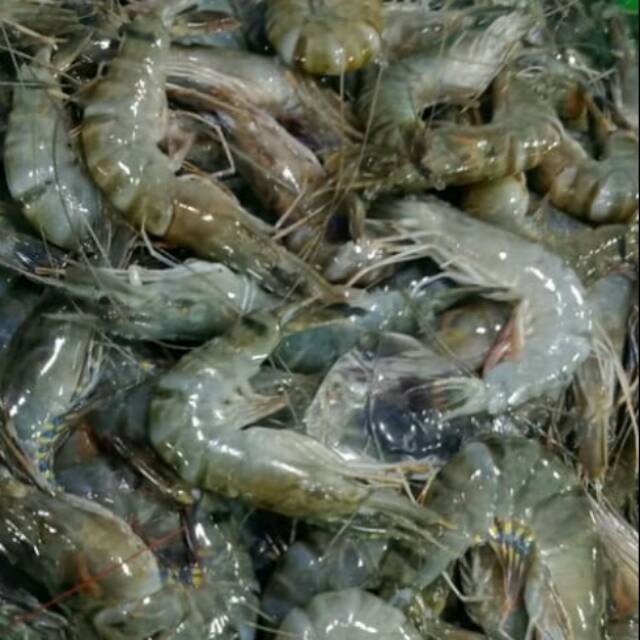 

Udang Pancet Fresh 500 Gram sd.1 Kg (E.9)