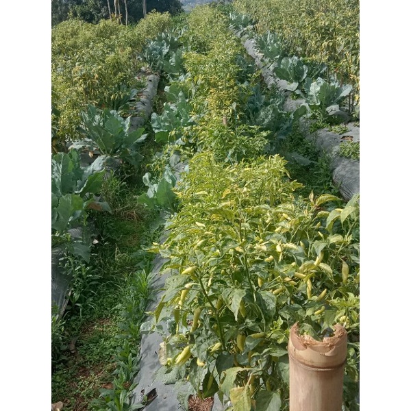 

cabe rawit merah 1Kg