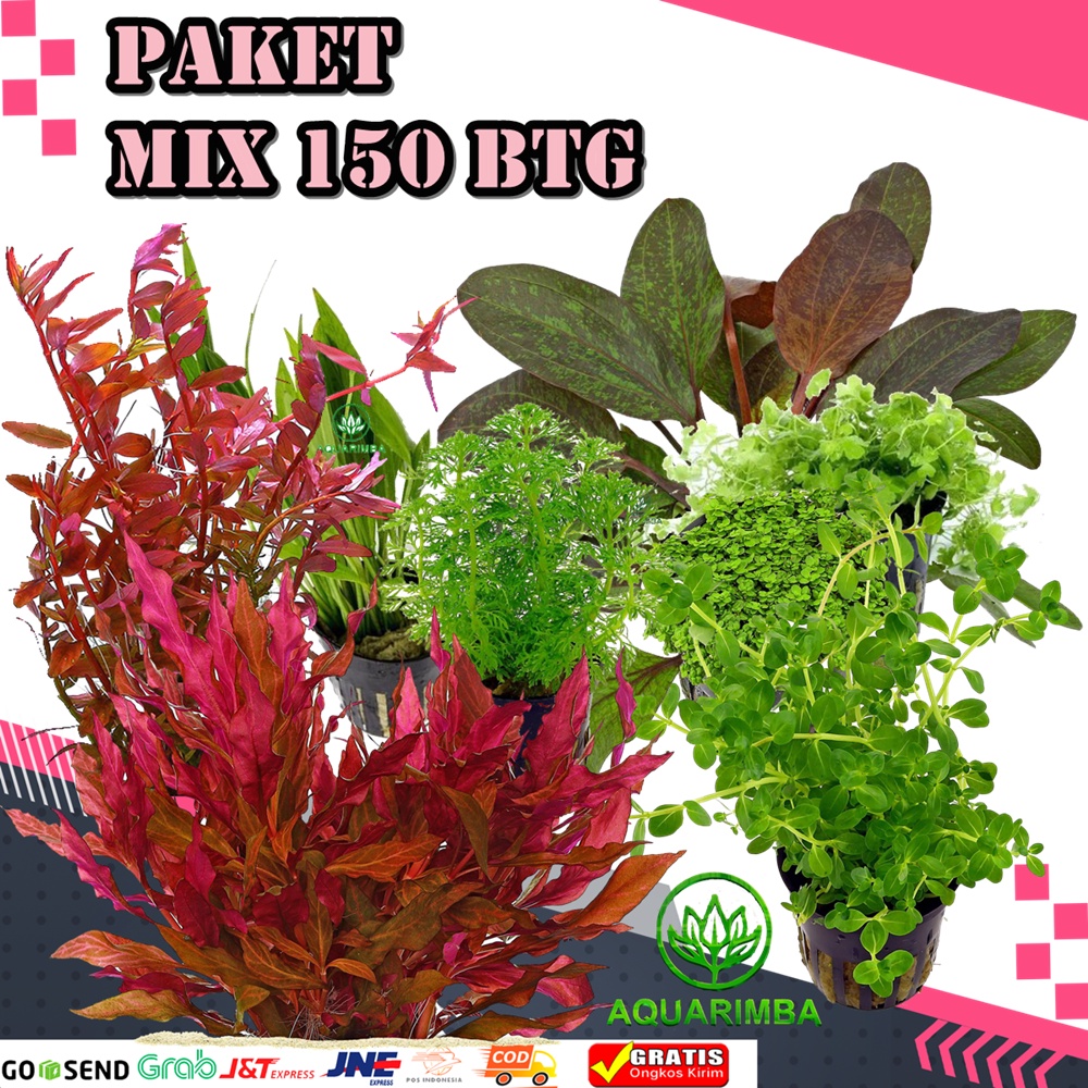 Paket 10 Jenis Tanaman Aquascape ( Stem Karpet Echinodorus )