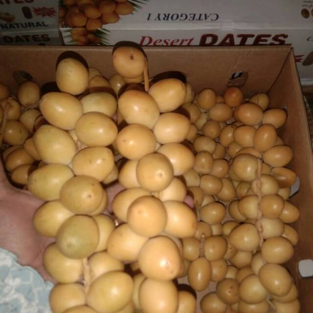 

Kurma Muda 1kg