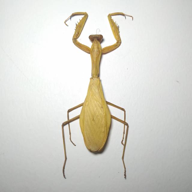 AWETAN SERANGGA ASLI/ TAXIDERMY PRAYING MANTIS GOLDEN