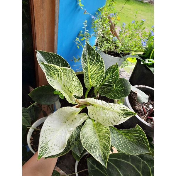 philodendron birkin / philo birkin