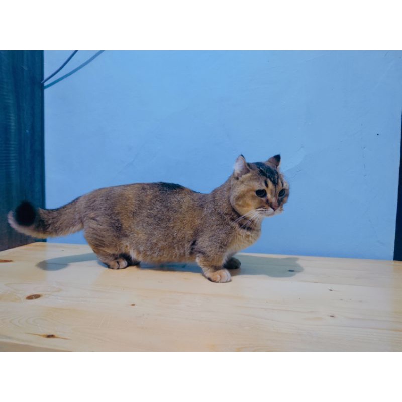 kucing ras british golden munchkin curl / Bsh kinkalaw
