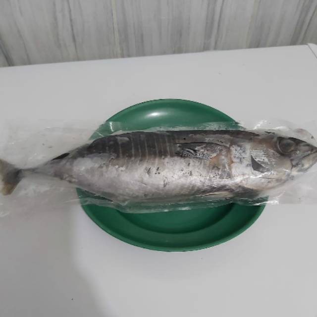 

Ikan Tongkol