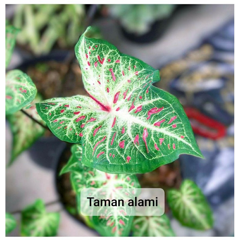 tanaman hias keladi wayang putih - keladi batik