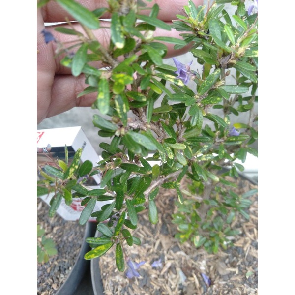 Saeng Simbur Mikro Vietnam Varigata/ Golden Micro Vietnam