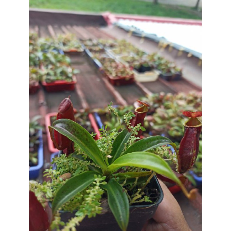 kantong semar nepenthes hybrid merah