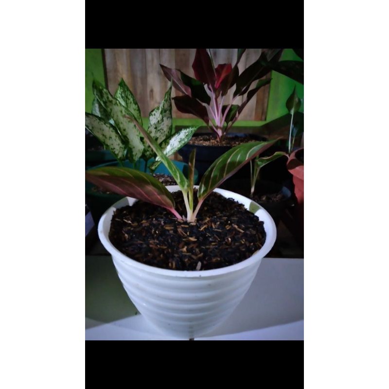aglonema red Sumatra