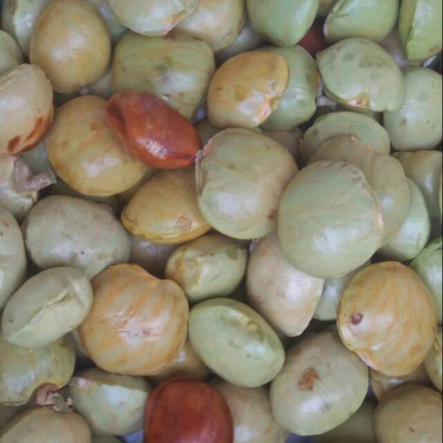 

Jengkol segar