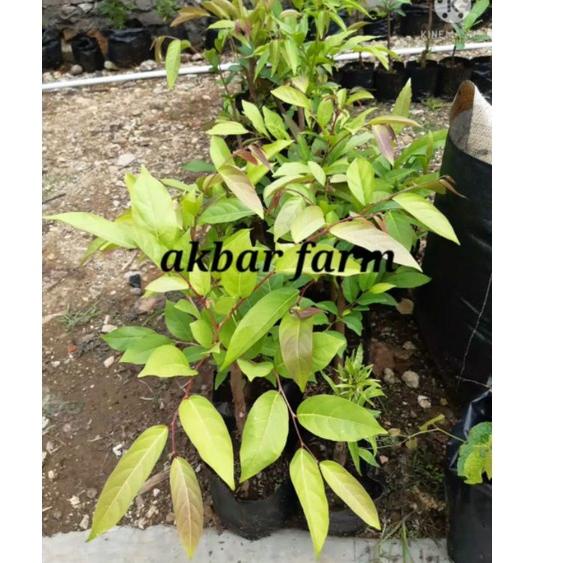 

Spesial bibit pohon mareme sudah tumbuh akar beli 5 gratis 1 ,!