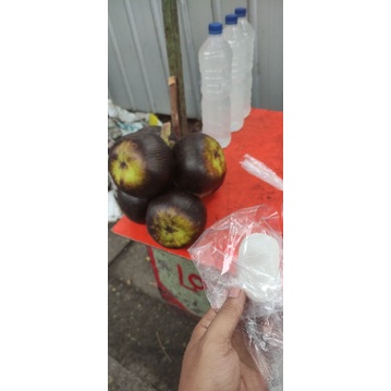 

buah lontar