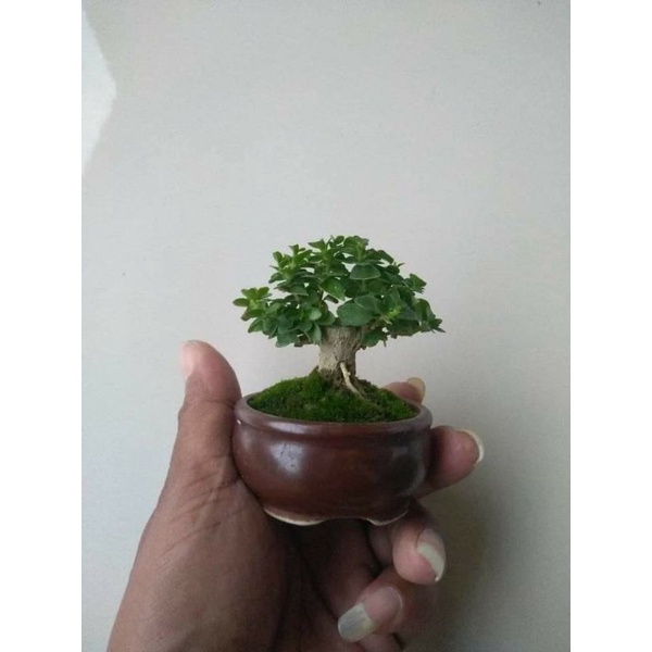 Bonsai sancang mame bibitan